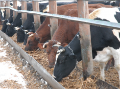 Опасный творог поставляли в волгоградские соцучреждения