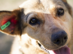 Администрация Волгограда выделила зоозащитникам 300 тысяч рублей на спасение бездомных животных