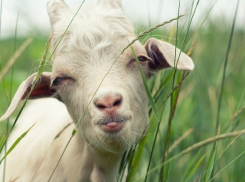 Под Волгоградом коза Манька едва не стала платой за газ