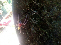 Ядовитые хищные пауки сак атакуют квартиры волгоградцев