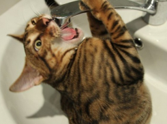 Вновь останутся без воды жители севера Волгограда