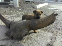 В Волгограде со дна Волги подняли рога доисторического буйвола 