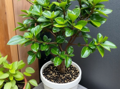 Если фикус опустил листья: срочно перестань делать это, и он оживет