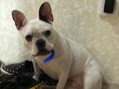 «Француженка» с помятой мордой удивила волгоградцев странными пищевыми пристрастиями