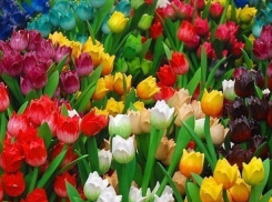 В Волгограде за осень высадят более 75 тысяч тюльпанов