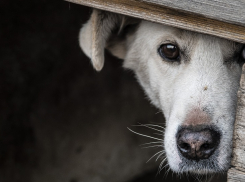 «Ужас и беспредел»: в Волжском возле приюта цинично расстреляли пса