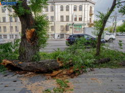 Тотально вырубить в городе старые деревья призвал статусный волгоградец