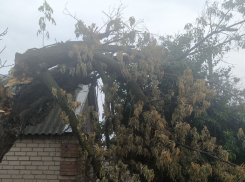Дерево рухнуло в Волгограде и зависло над землей - видео