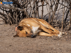 Обезглавленный собачий труп нашли в Волгограде – видео