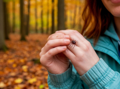 12 волгоградцев заразились смертельно опасной болезнью Лайма после укуса клещей 