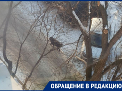 «Наша жизнь зависит от настроения Лаврика»: бродячий пес держит в страхе волгоградцев