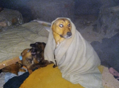 Волгоградскую пенсионерку морально затравили за помощь бездомным животным