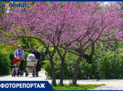 Околдованные весной волгоградцы ловят на фото красоту сирени и церциса