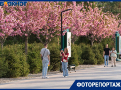 Сакура расцвела в аномальную апрельскую жару в Волгограде
