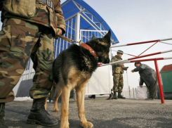Под Волгоградом гражданин Узбекистана нарушил погранрежим из-за любви к сайгакам