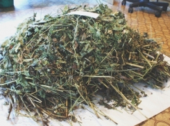 В Урюпинске местный житель баловался маковой соломкой