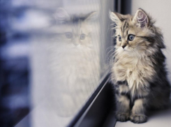 За ложь о скидках на пластиковые окна волгоградская фирма ответит рублем