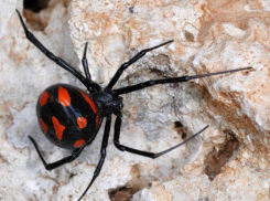 В Волгограде паук, похожий на каракурта, забрался в дом