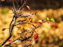 В Волгограде пройдет теплый дождь