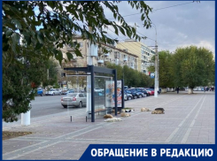 «Просто подбежали сзади и напали»: стая бездомных собак возле школы искусала волгоградца