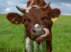 Самый богатый борец с болезнями животных трудится в Волгограде