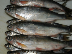 На севере Волгограда пресекли продажу краснокнижных рыб