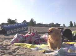 «Всегда найдутся два придурка»: что думают волгоградцы о пляже на Тулака