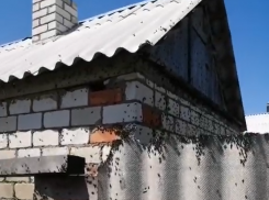 «Она сожрет все!»: нашествие саранчи сняли на видео под Волгоградом