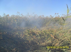 Специалисты нашли причину «химических атак» на юге Волгограда 