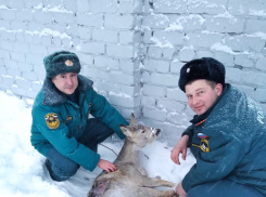 Пожарные спасли косулю, застрявшую в заборе на стадионе в Михайловке
