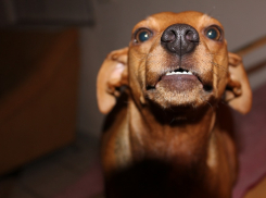 «Злые, потому что голодные»: волгоградка опасается, что голодные псы начнут нападать на людей