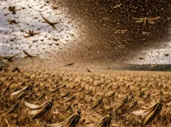 Прожорливость новой волны саранчи изучают под Волгоградом