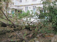 Ночью в Волгограде от сильного ветра и дождя повалило деревья и затопило подъезды
