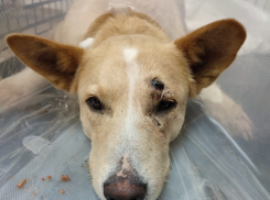 Пытались отрезать лапу: на детской площадке в Волгограде нашли изувеченную собаку 