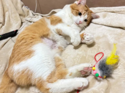 «Живодеры избили, плачет»: дом ищут для пережившего ад рыжего кота из Волгограда