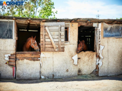 Выжившие при пожаре в волжском конно-спортивном клубе лошади зовут своих погибших друзей