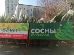 В Волгограде начали работу елочные базары: обзор цен