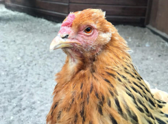 Волгоградские курицы оказались одними из самых дорогих в стране