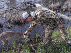 Маленький олененок Бэмби «затолкал» рыбака в воду на острове Сарпинский