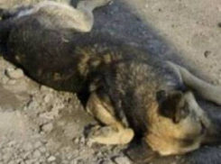 Под Волгоградом охотник убил породистую собаку, напавшую на его пса