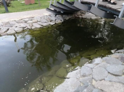 Волгоградцы пожаловались на мертвых рыб в тухлом пруду на Центральной набережной  