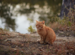 Октябрь продолжает радовать теплом волгоградцев
