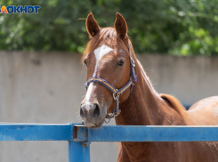 Жеребенка съели, лошадей продали: история приятелей-конокрадов из Волгоградской области