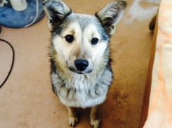 Жительница Германии выбрала себе собаку в приюте «Дино» под Волгоградом