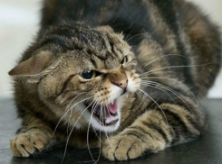 В Волгограде на хозяев напала агрессивная кошка