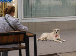 Роспотребнадзор потребовал отрегулировать число бездомных собак в Волгограде