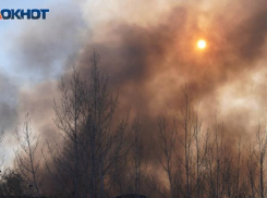 Сосновый лес горит под Волгоградом 