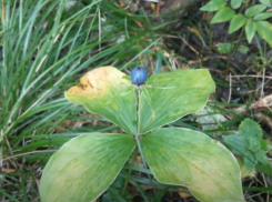 Им лечили сифилис и безумие: ядовитый вороний глаз найден в Волгоградской области