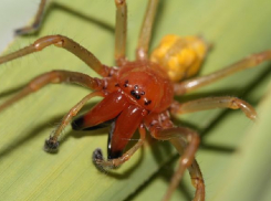 О страшных последствиях укуса ядовитого хищного паука сак рассказали волгоградцы
