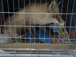 «Поехали собирать лапы»: в приюте Волгограда спасают лису